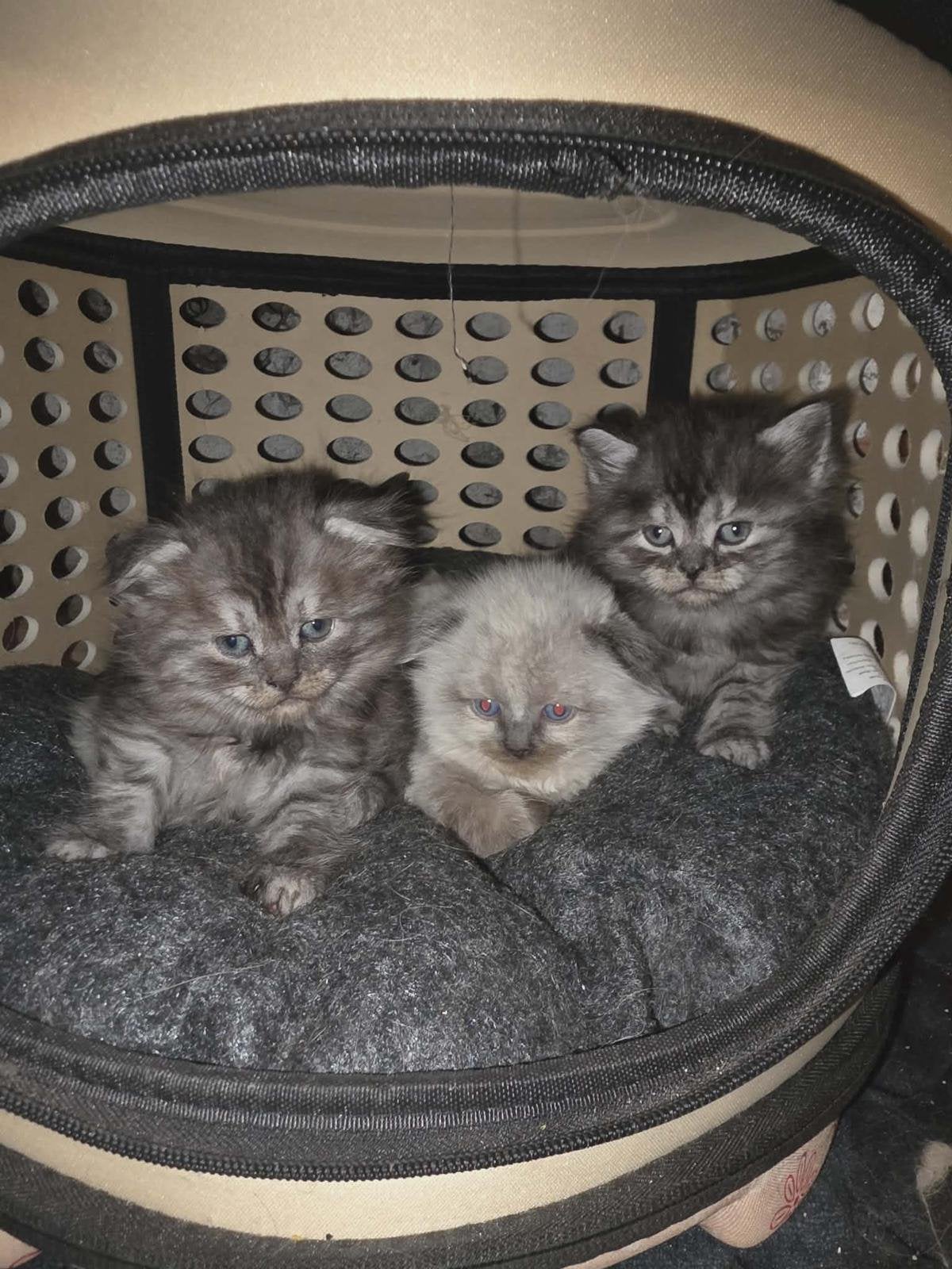 British Longhair, Animaux & Accessoires, Chats & Chatons | Chats de race | Poil long, Plusieurs animaux, Avec pedigree, 0 à 2 ans