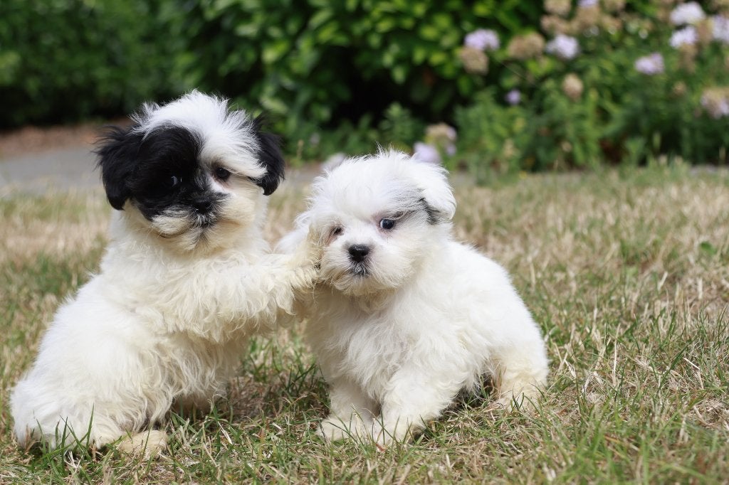 Malshih puppy reu, geboren 16 mei, Dieren en Toebehoren, Parvo, België, 8 tot 15 weken, Meerdere