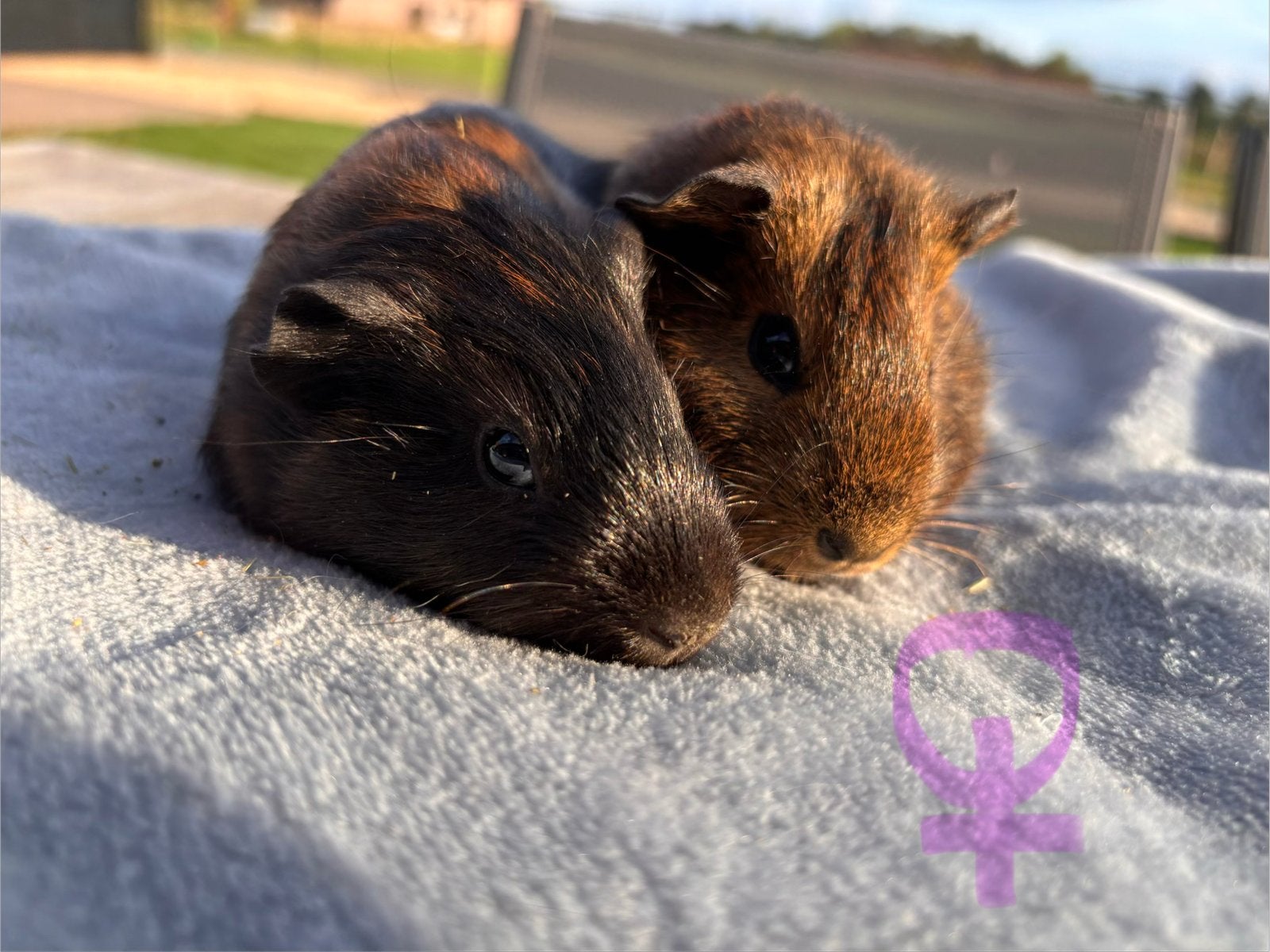 Lieve cavia’s, Dieren en Toebehoren, Juli, Meerdere dieren, Cavia