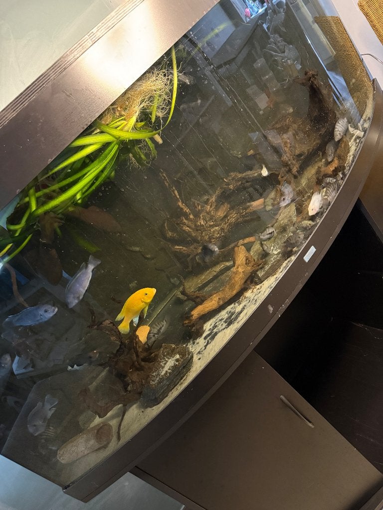 Vissen, Poisson, Poisson d'eau douce, Banc de poissons