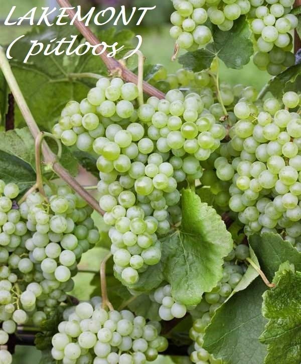 DRUIVELAARS LAKEMONT WIT PITLOZE DRUIVEN, 1 meter, 12€, Volle zon, Vaste plant, Ophalen of Verzenden, Fruitplanten