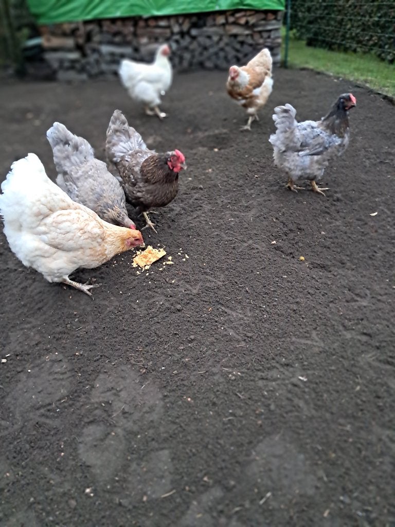 Wyandotte groothoender hennen, Dieren en Toebehoren, Vrouwelijk, Kip