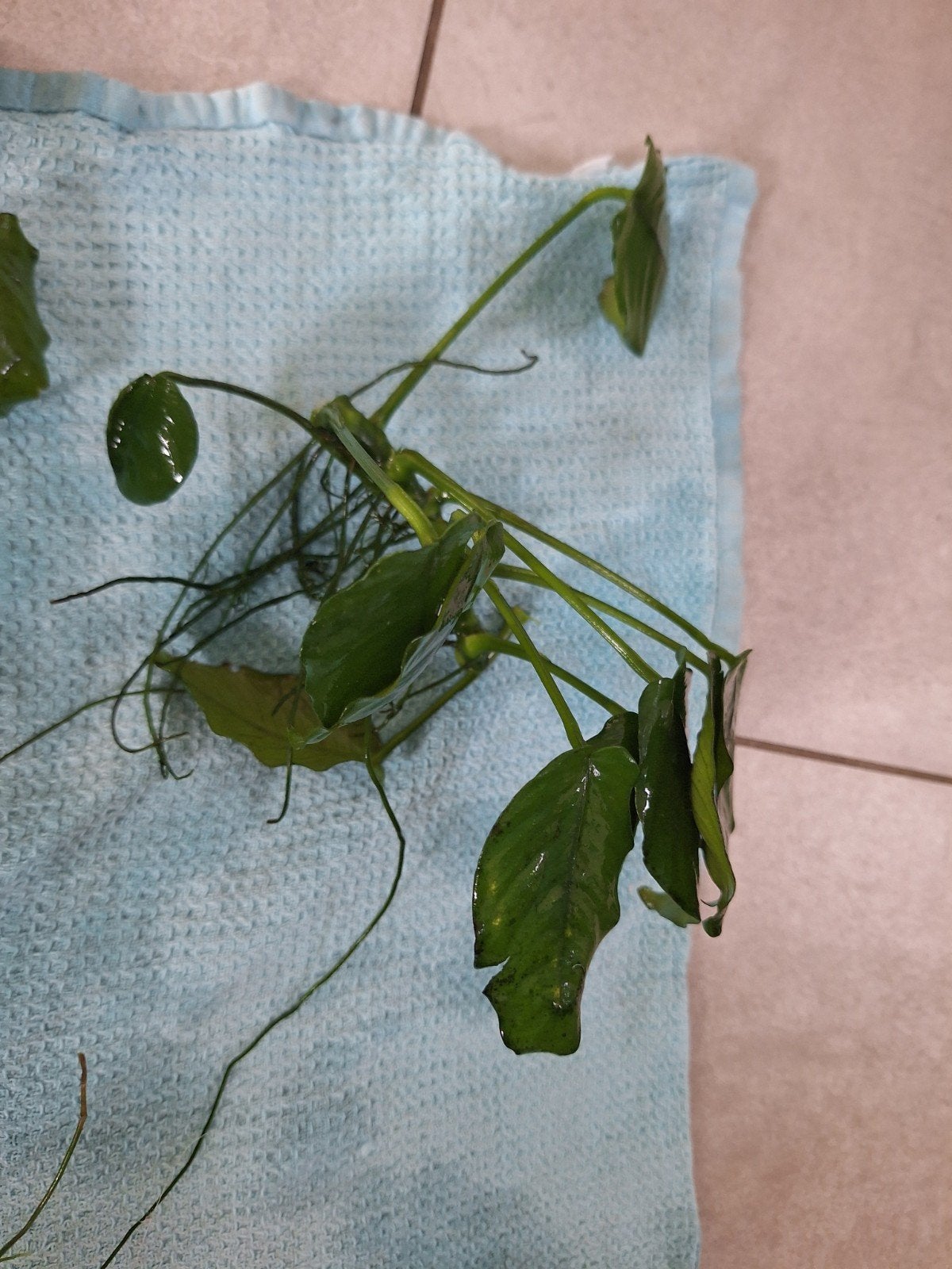 anubias, Dieren en Toebehoren, Ophalen, Plant(en), Steen of Hout