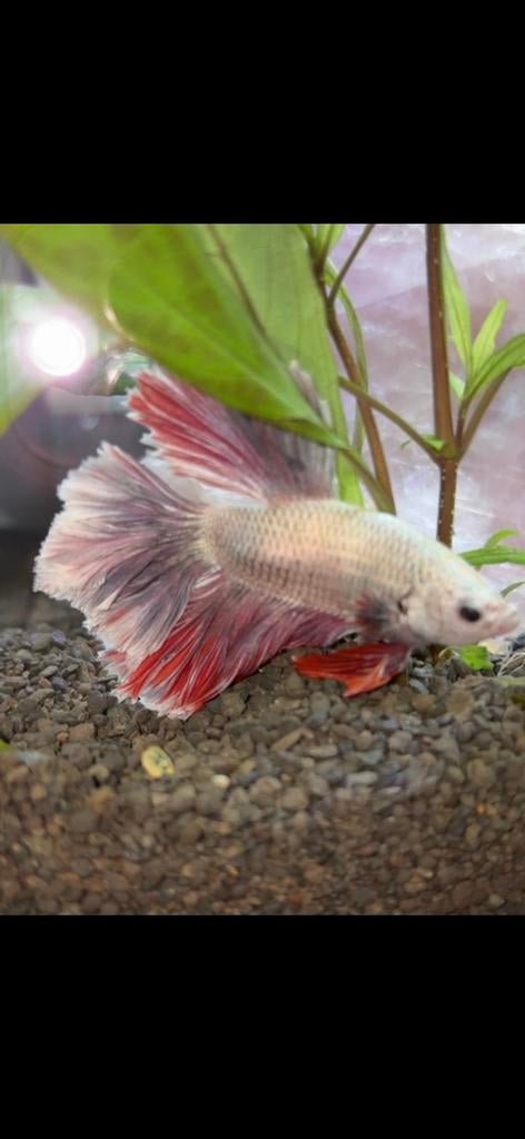 Betta visje en slak, Dieren en Toebehoren, Vis