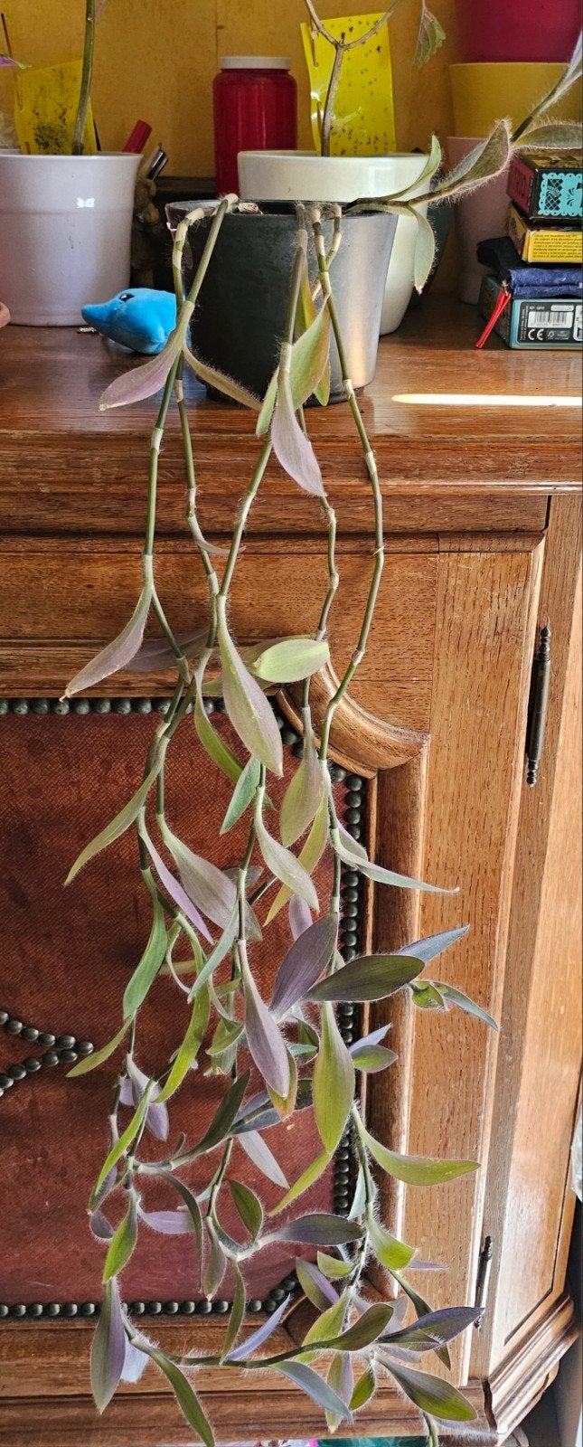 Misère mauve (plante pendante), Enlèvement