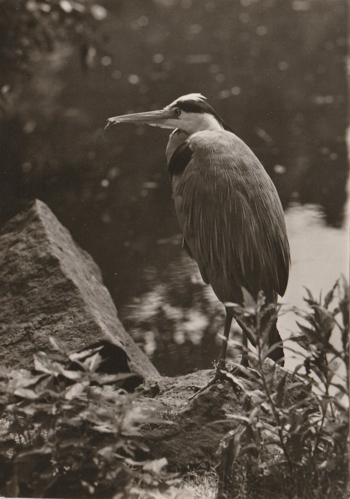 BLAUWE  REIGER, Collections, Cartes postales | Animaux, Envoi, Non affranchie, Oiseaux