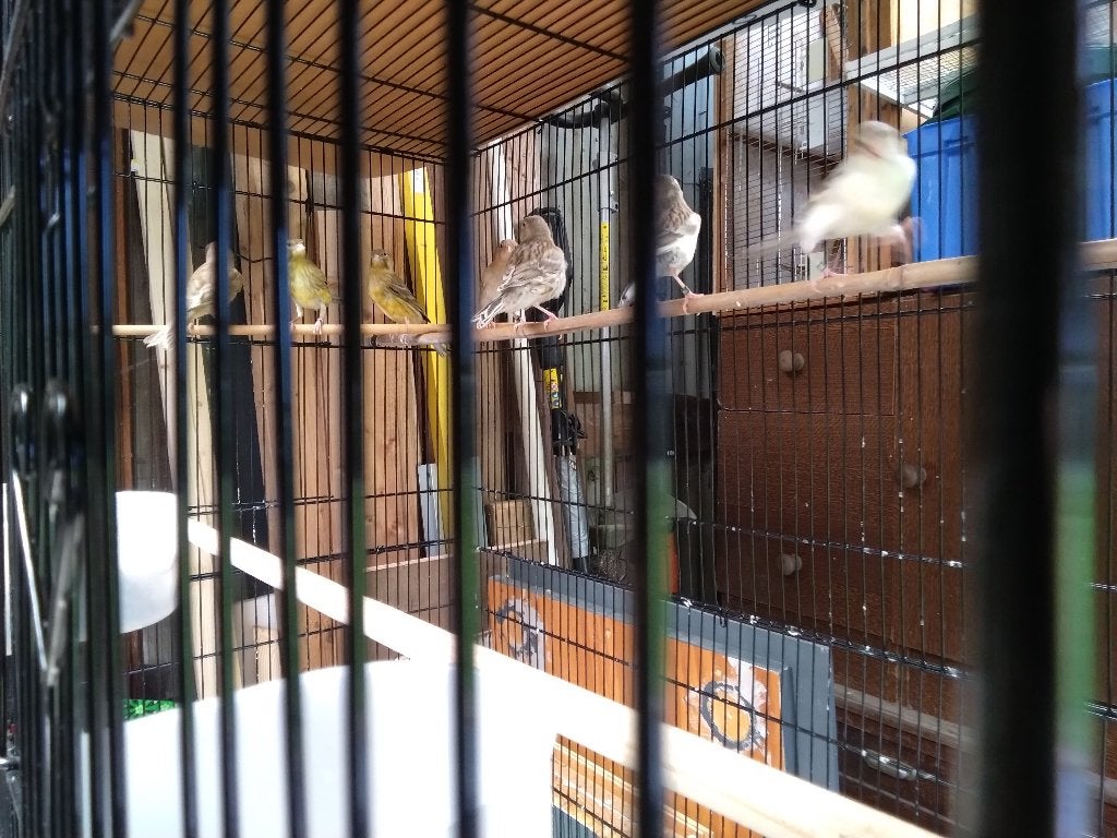 A vendre plusieurs canaris, Enlèvement, Neuf