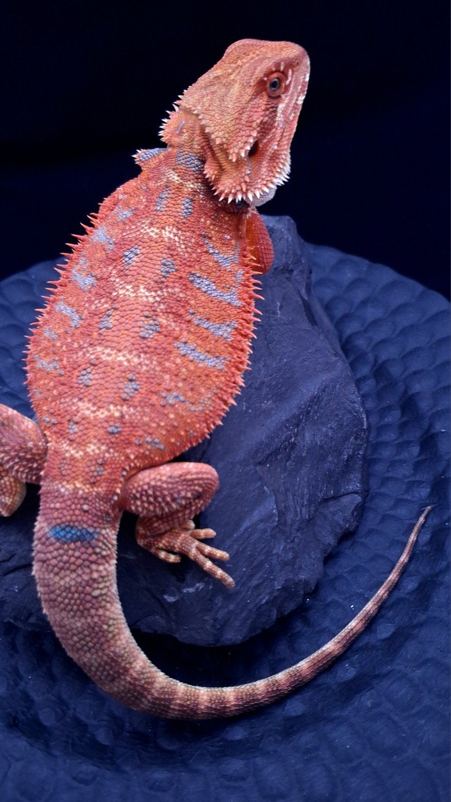 50% Red Monster Extreme Blue Tiger (Uniek Holdback), Hagedis, 0 tot 2 jaar