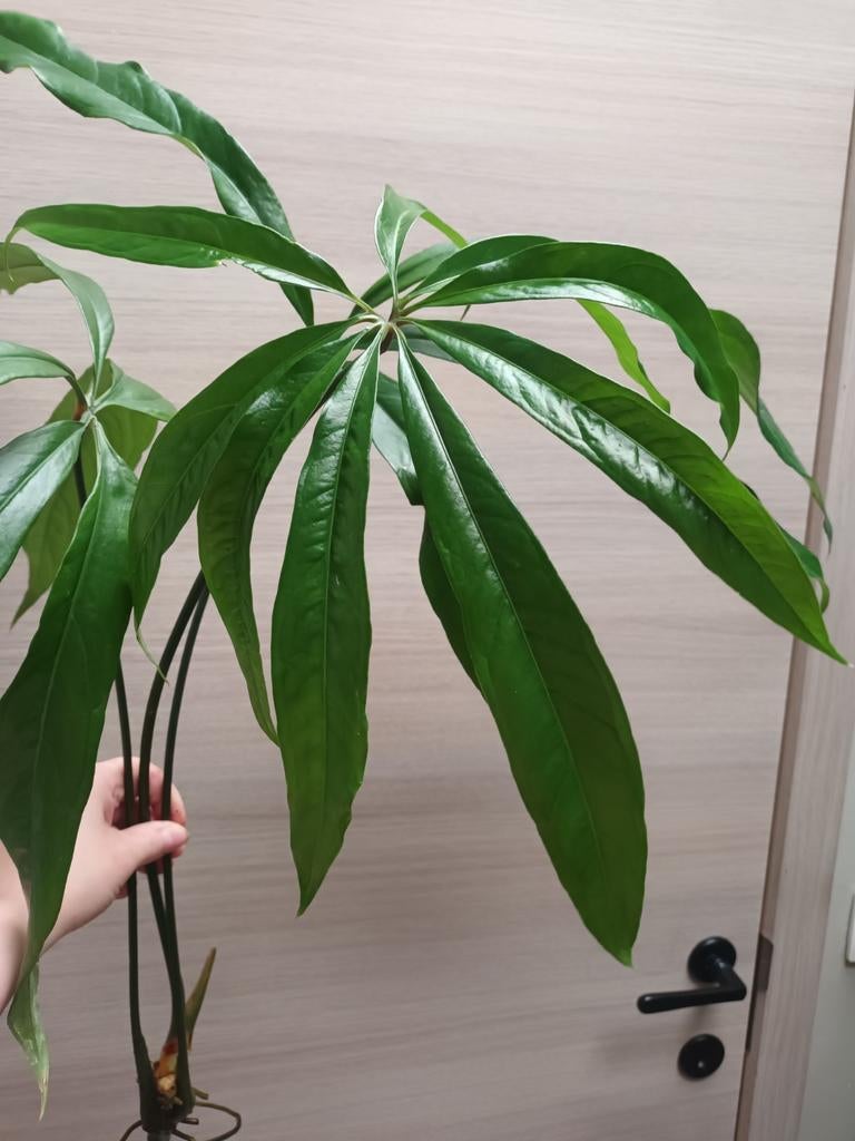 Anthurium eminens, Ophalen