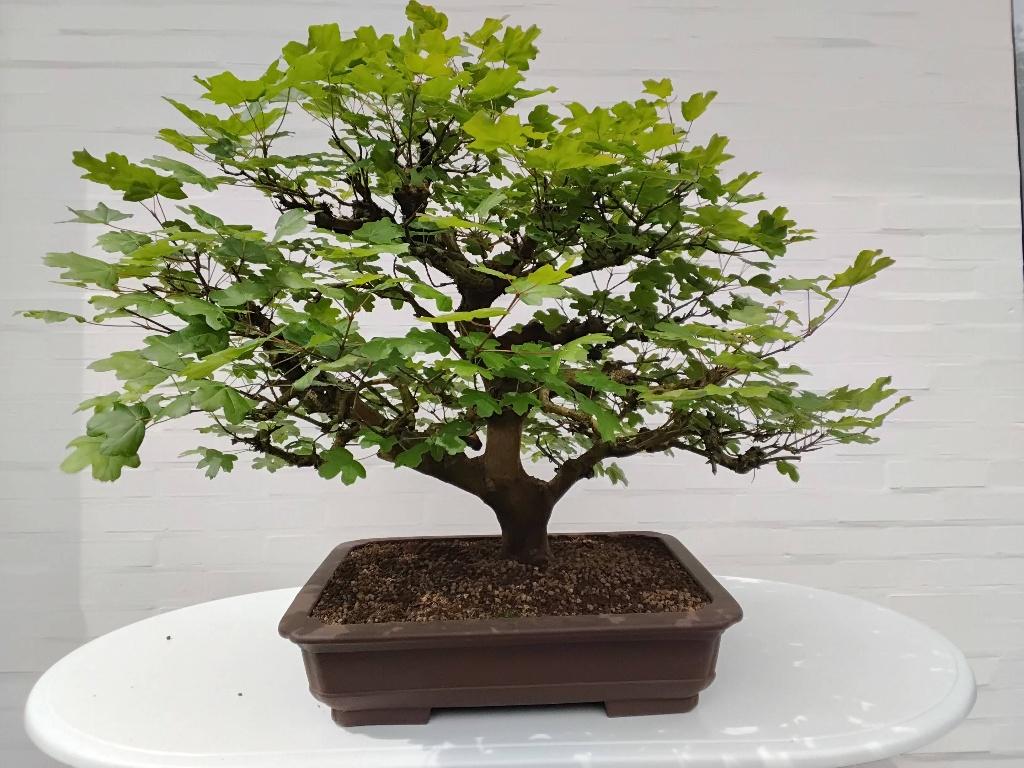 Bonsai Acer, Tuin en Terras, Planten | Bomen, Ophalen