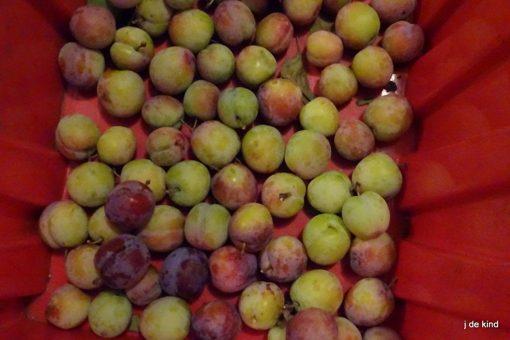 pruim, Ophalen, Pruimenboom