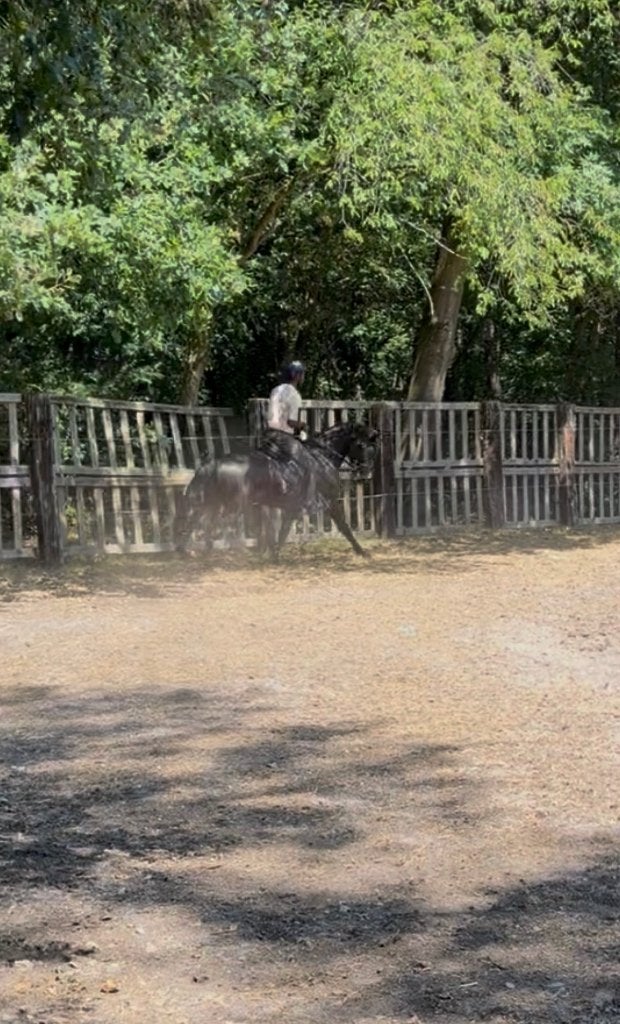 Dressuur paard, Dieren en Toebehoren, Paarden, Met stamboom, Dressuurpaard, 3 tot 6 jaar, Zadelmak
