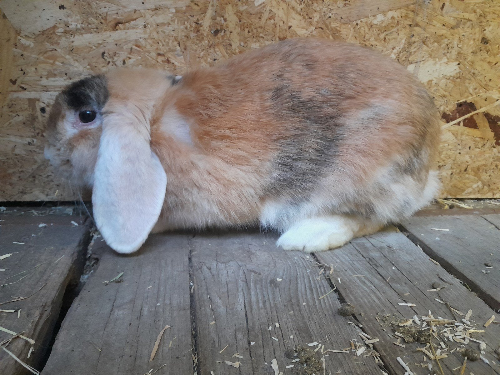 Franse hangoor voedsters, Animaux & Accessoires, Lapins, Femelle, Grand, Oreilles tombantes, 0 à 2 ans