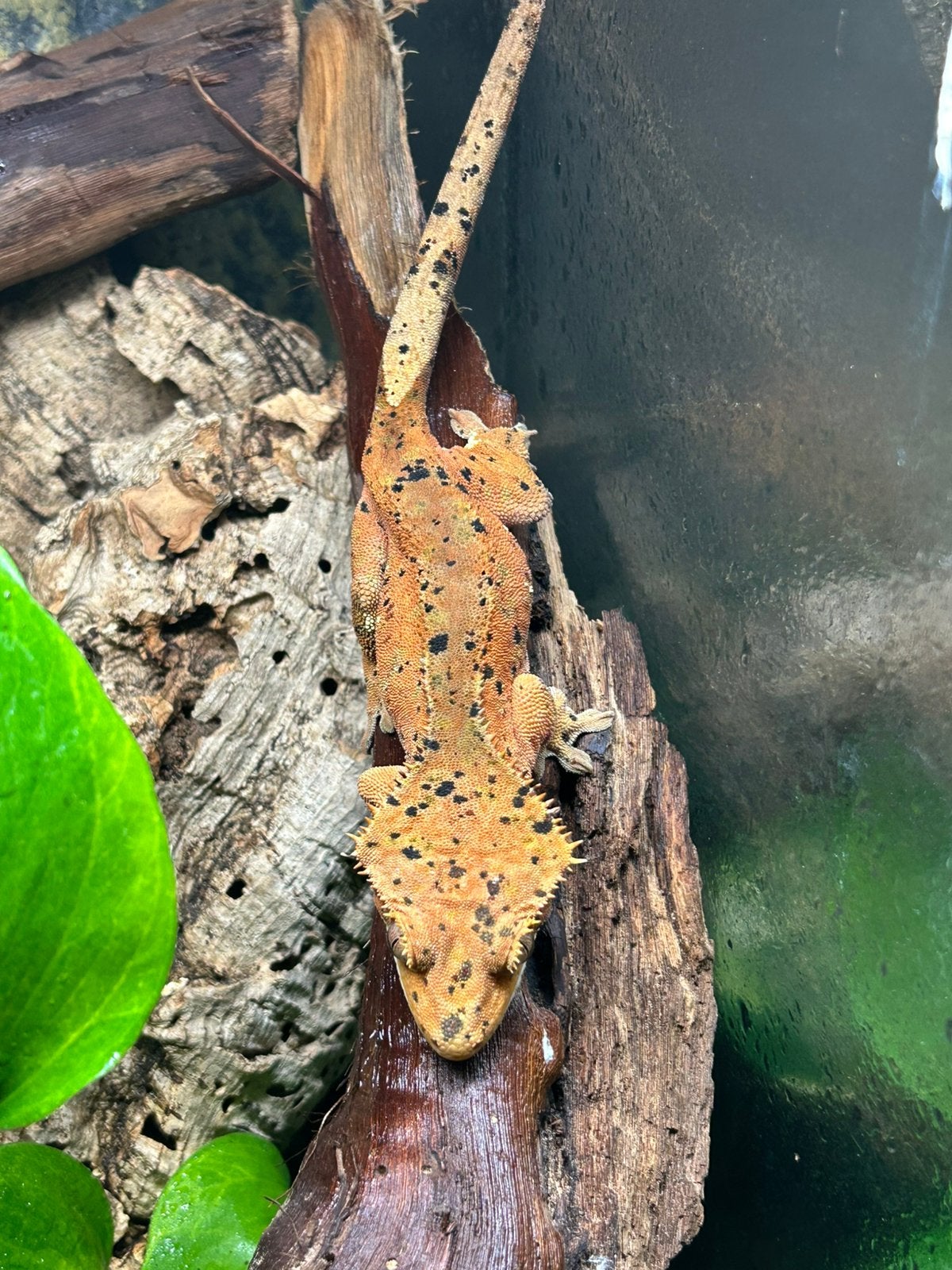 Exo terra terrarium + wimpergekko, Dieren en Toebehoren, Reptielen en Amfibieën | Toebehoren, Zo goed als nieuw, Ophalen