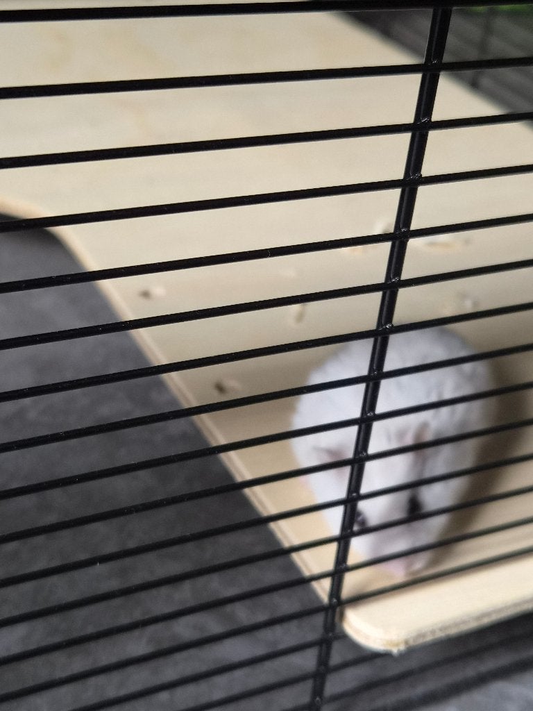 Hamster, cage et nourriture, Animaux & Accessoires, Rongeurs, Mars, Hamster, Domestique