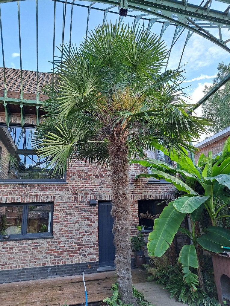 Palmboom, Tuin en Terras, Ophalen, Palmboom