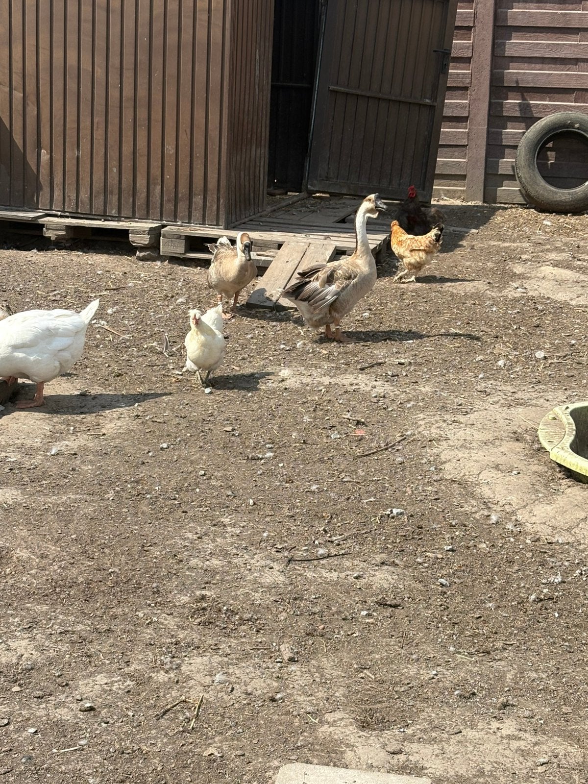 Ganzen en eenden, Dieren en Toebehoren, Meerdere dieren, Gans of Zwaan