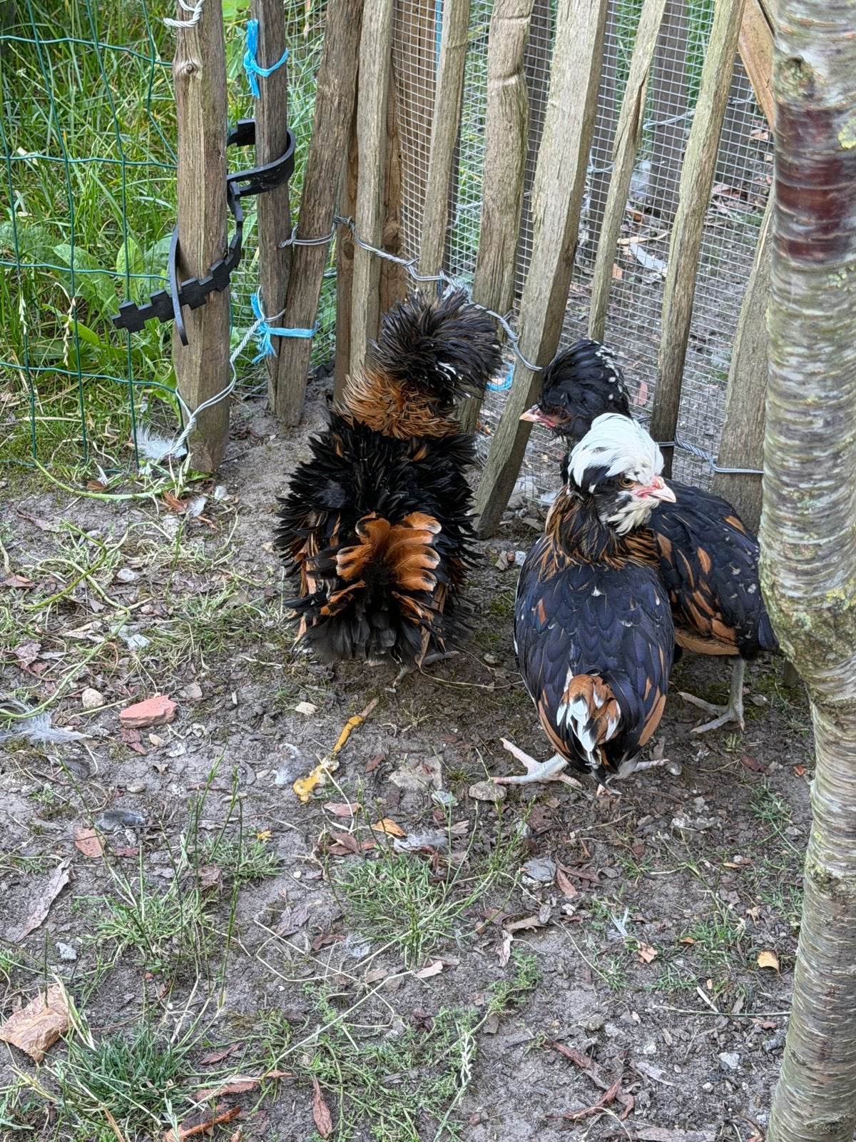 4 Padua’s, Dieren en Toebehoren, Geslacht onbekend, Kip