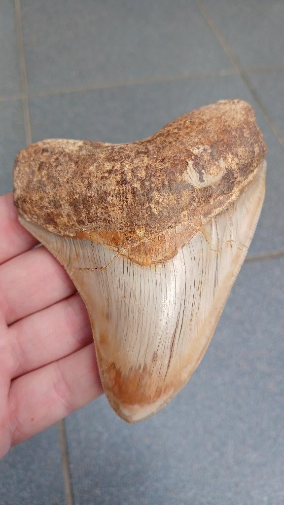 Dent de requin mégalodon fossile de 11,2 cm, Enlèvement ou Envoi, Fossile