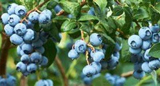 BLAUWE BOSBES STRUIKEN "GOLDTRAUBE 71" = 30/50 CM, 12€/Stuk., Vaste plant, Ophalen of Verzenden, Halfschaduw, Fruitplanten