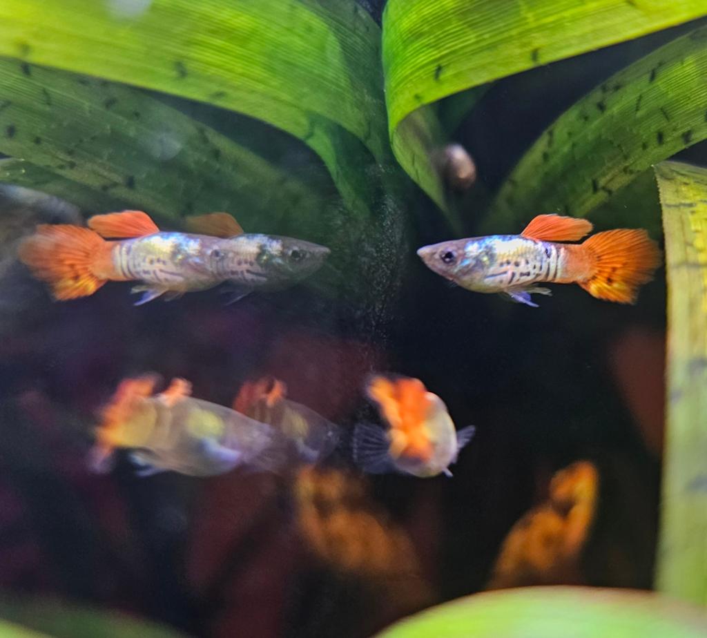 Guppy tigre orange nacré juvénile, Poisson, Poisson d'eau douce
