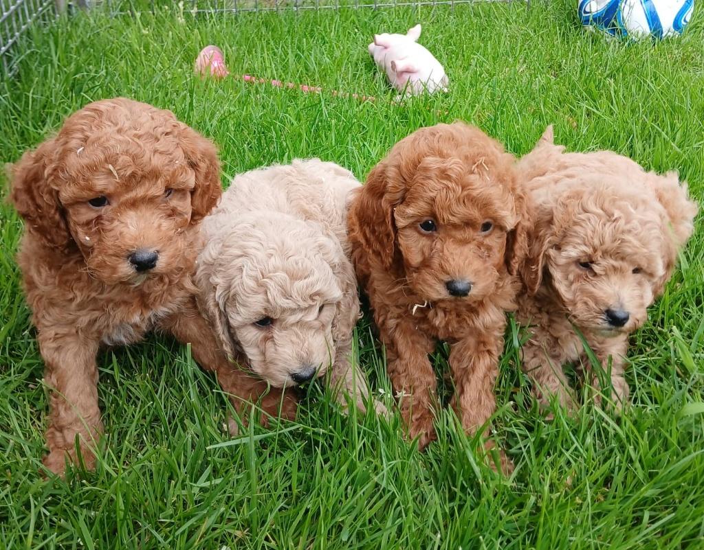Dwergpoedel pups abricoos, Dieren en Toebehoren, Honden | Chihuahua's en Gezelschapshonden, Meerdere dieren, Poedel, Fokker | Professioneel