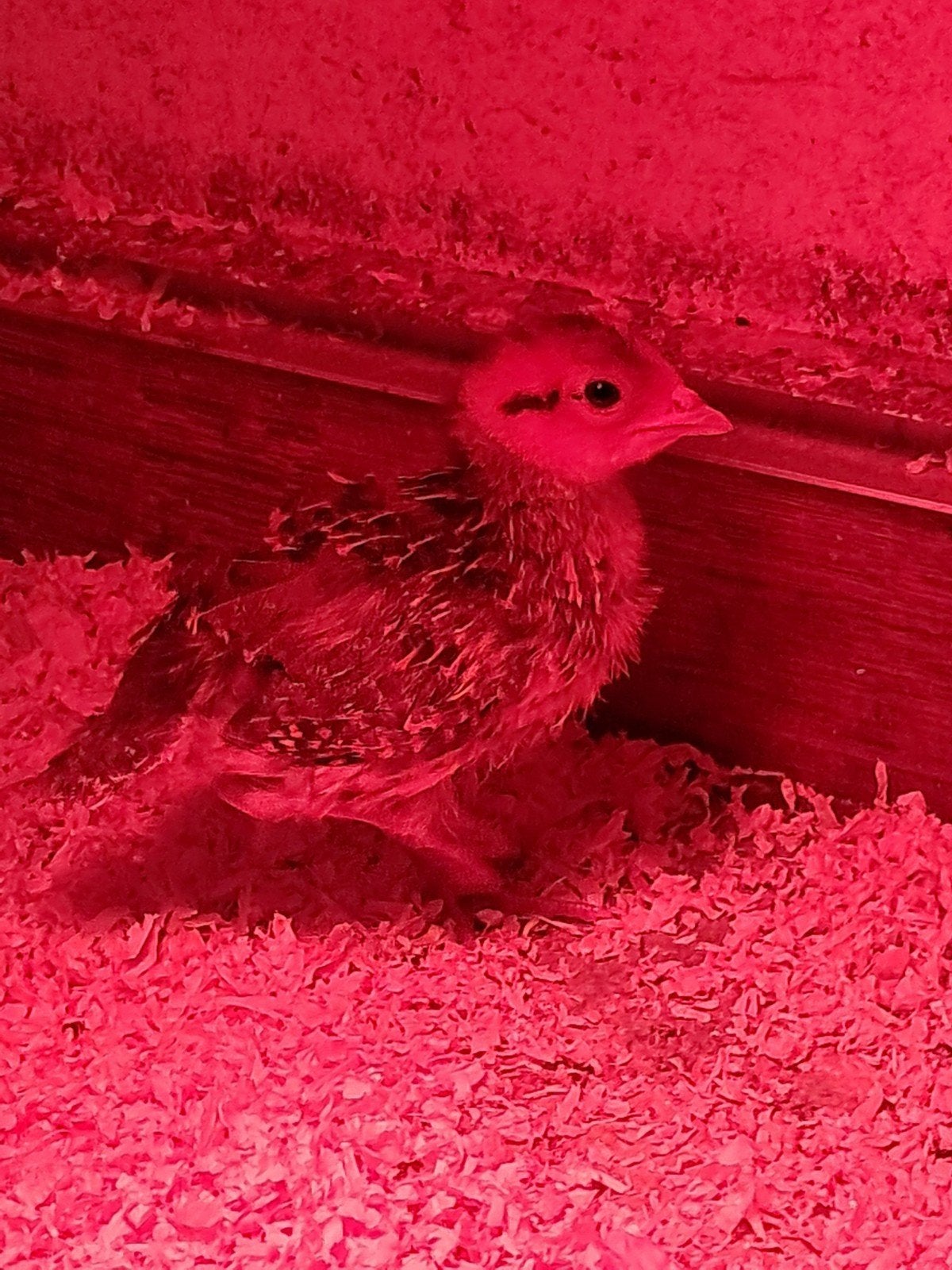 5 koningsfazanten kuikens, Dieren en Toebehoren