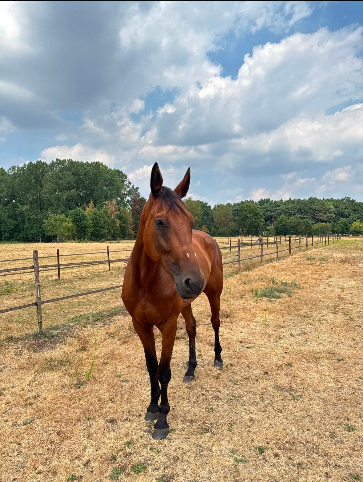 Verzorg(st)er gezocht in Lummen voor 5-jarige ruin!, Hongre, 160 à 165 cm, Non dressé, Cheval de récréation
