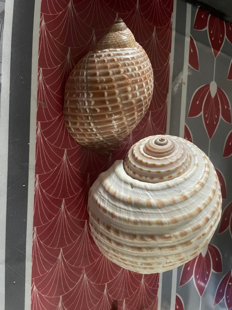 Coquillages, Enlèvement ou Envoi, Coquillage(s)