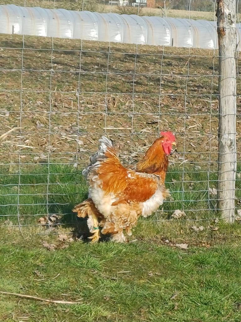 Brahma | haan, Mâle, Poule ou poulet