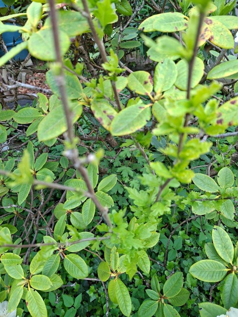 gratis allerlei planten, Jardin & Terrasse, Plantes | Jardin, Enlèvement, Plante fixe, Plantes potagères