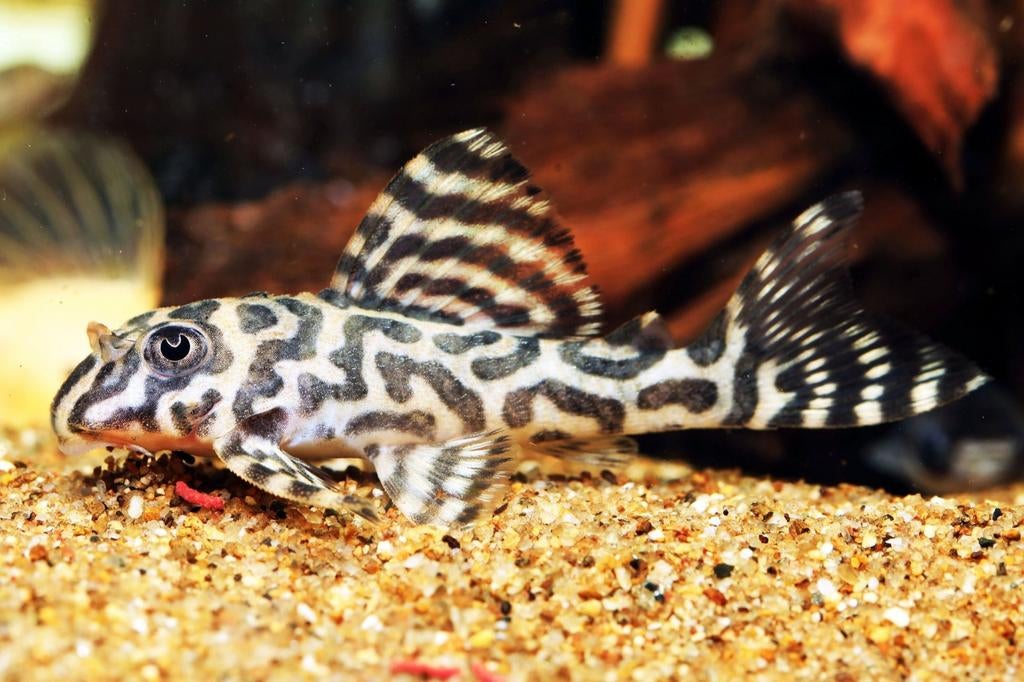 L333 King Tiger Pleco (Hypancistrus), laatste exemplaren, Dieren en Toebehoren, Vis, Zoetwatervis