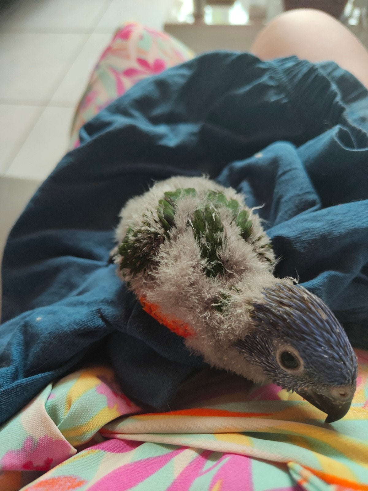 Lorybabies à élever à la main, Plusieurs animaux, Perroquet, Parleur