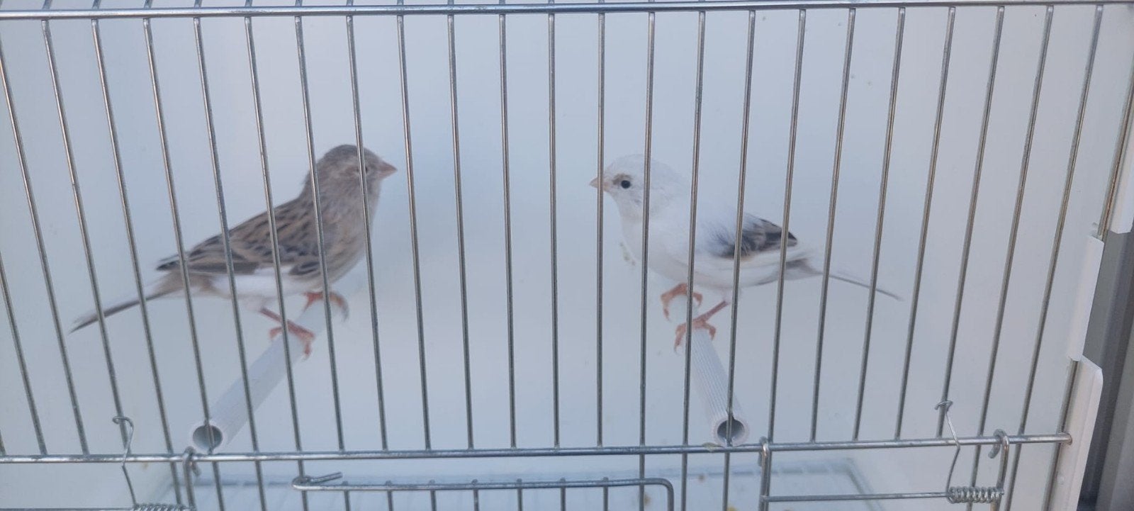Kanarie, Dieren en Toebehoren, Vogels | Kanaries, Meerdere dieren
