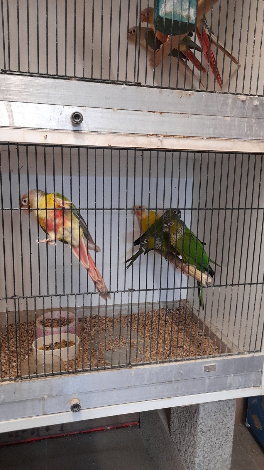 Pyrhura rupicola en pyrrhura emma lucotis 2026, Dieren en Toebehoren