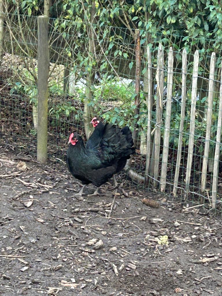Broedeieren zwarte Australorp, Dieren en Toebehoren, Pluimvee, Geslacht onbekend, Kip