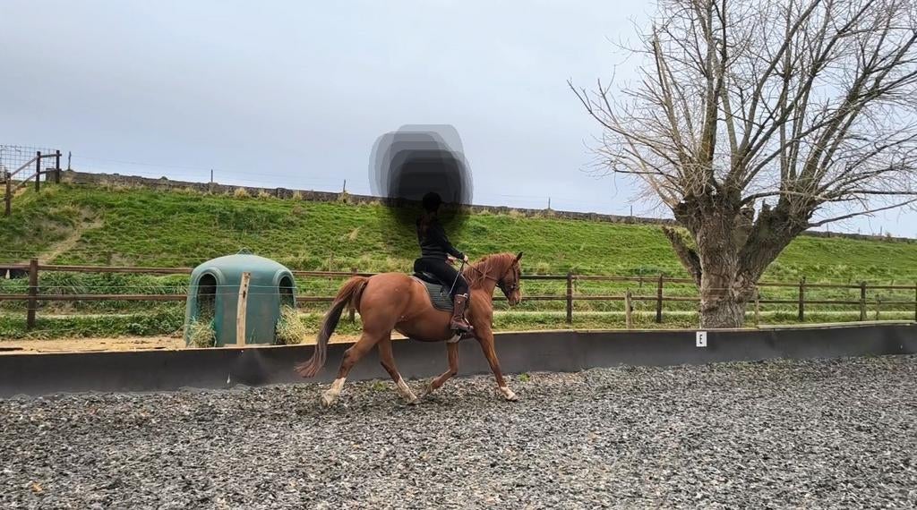 KWPN merrie fok, coach, weidemaatje, recreatie, Dieren en Toebehoren, Merrie, 11 jaar of ouder, Met stamboom, B