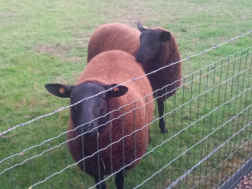 Schapen, betten ooien kweekmateriaal, Dieren en Toebehoren, Vrouwelijk, Schaap, 0 tot 2 jaar