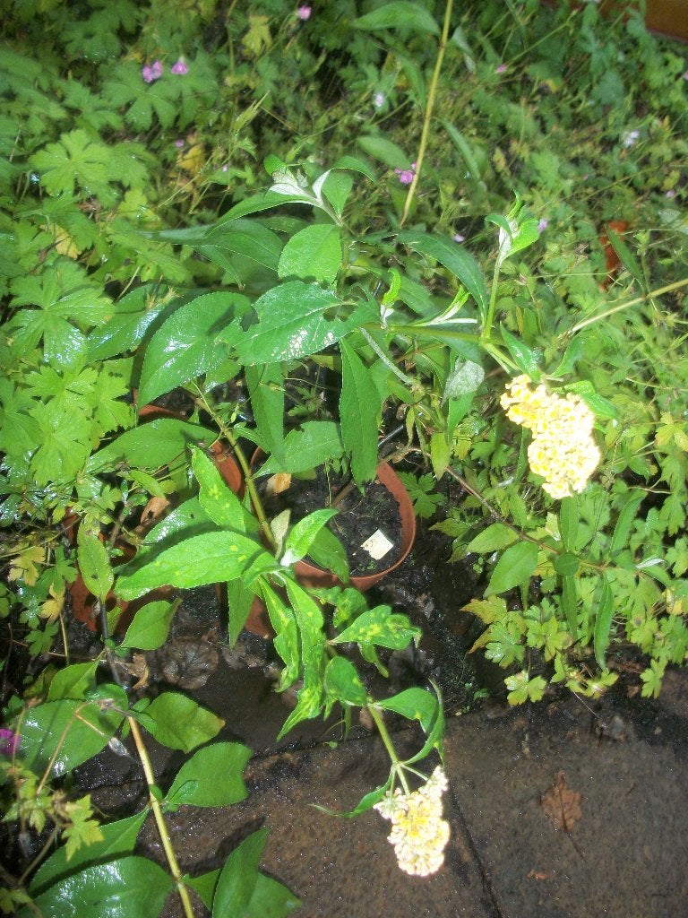 Buddleja Weyeriana 'Honey com' en andere vlinderstruiken, Jardin & Terrasse, Plantes | Jardin, Plante fixe, Autres espèces, Plein soleil