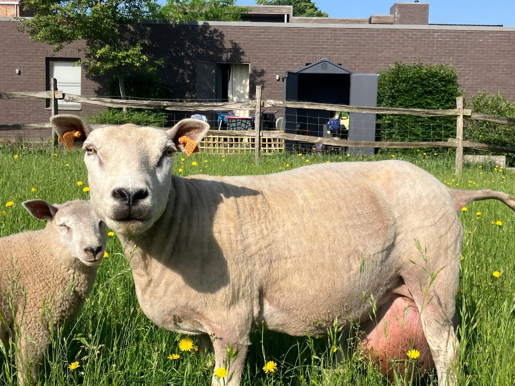 Ooi, Dieren en Toebehoren, Schapen, Geiten en Varkens, Vrouwelijk, Schaap, 3 tot 5 jaar