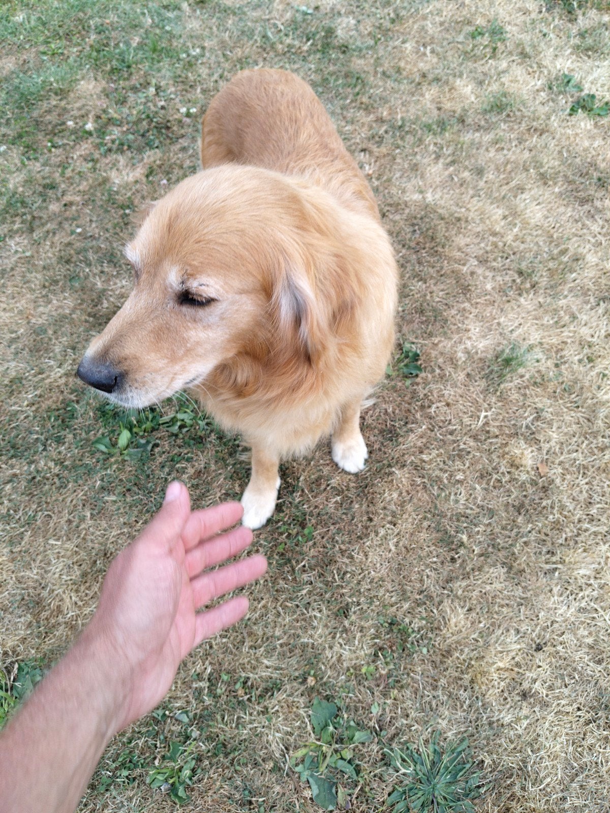 golden retriever goldy, Dieren en Toebehoren, 6 jaar of ouder, Golden retriever, Parvo, Buitenland