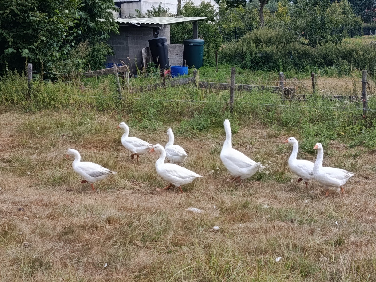 vier jonge ganzen, Dieren en Toebehoren