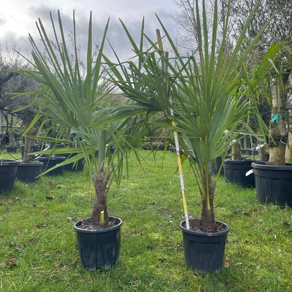 ‼️palmbomen trachycarpus fortunei aan promoprijzen ‼️, Ophalen