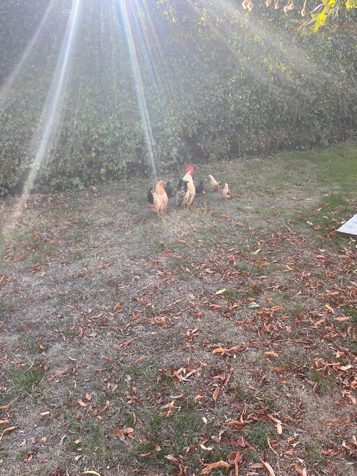 chabo kuikens gratis, Dieren en Toebehoren, Pluimvee