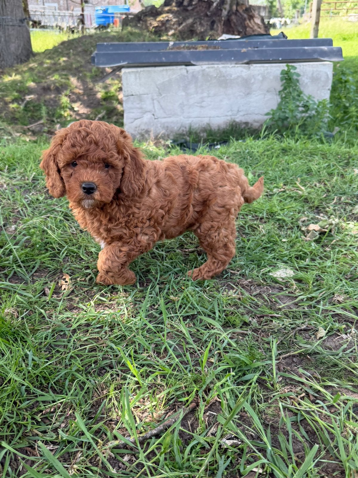 Mooie mini Labradoodle pups!, Animaux & Accessoires, Chiens | Retrievers, Épagneuls & Chiens d'eau, Plusieurs animaux, Labrador retriever