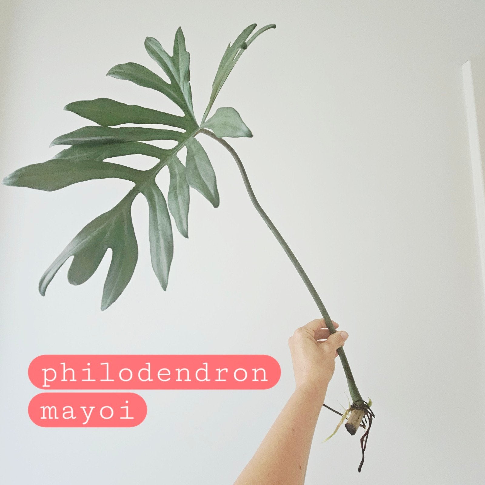 Grote stekken van philodendron mayoi, Enlèvement