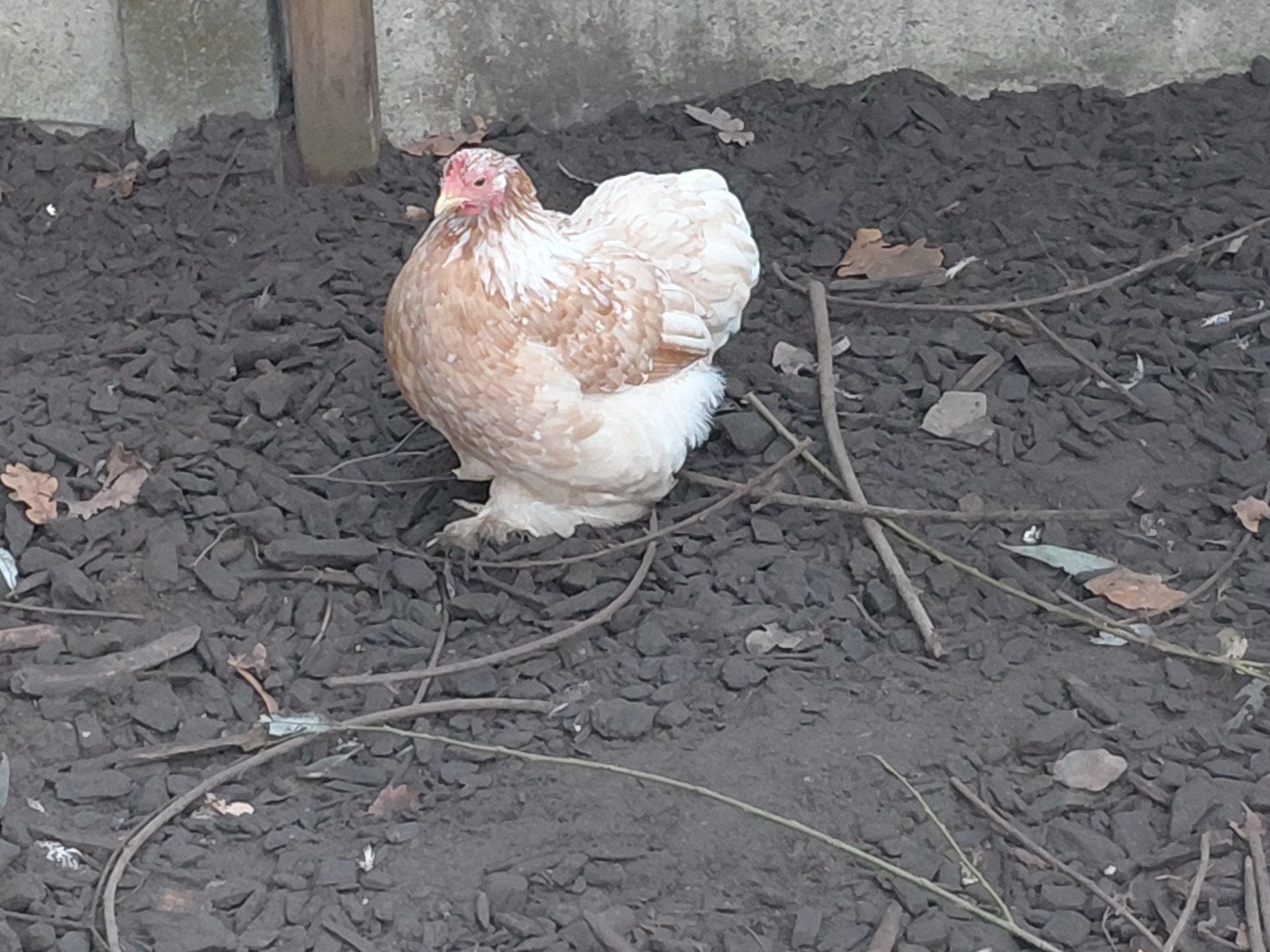 chochin kriel, Dieren en Toebehoren