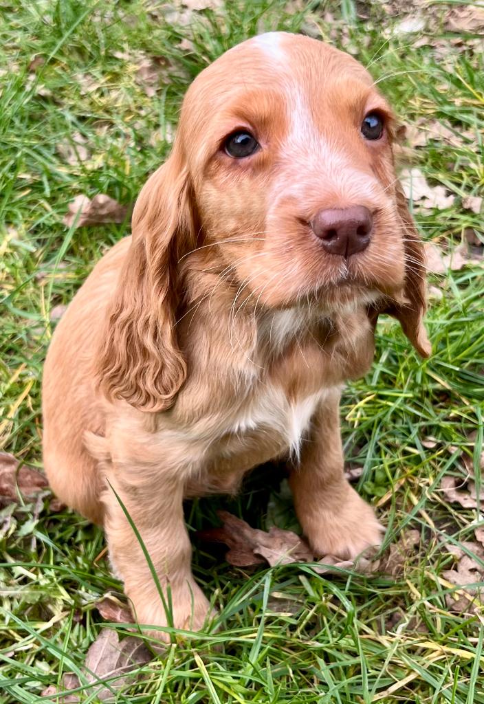 Engelse Cocker Spaniël pups, Dieren en Toebehoren, België, Fokker | Hobbymatig, 8 tot 15 weken, Parvo