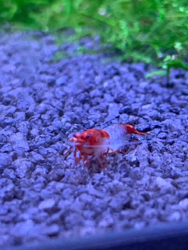 Red Rili garnalen, Homard, Crabe ou Crevette, Poisson d'eau douce