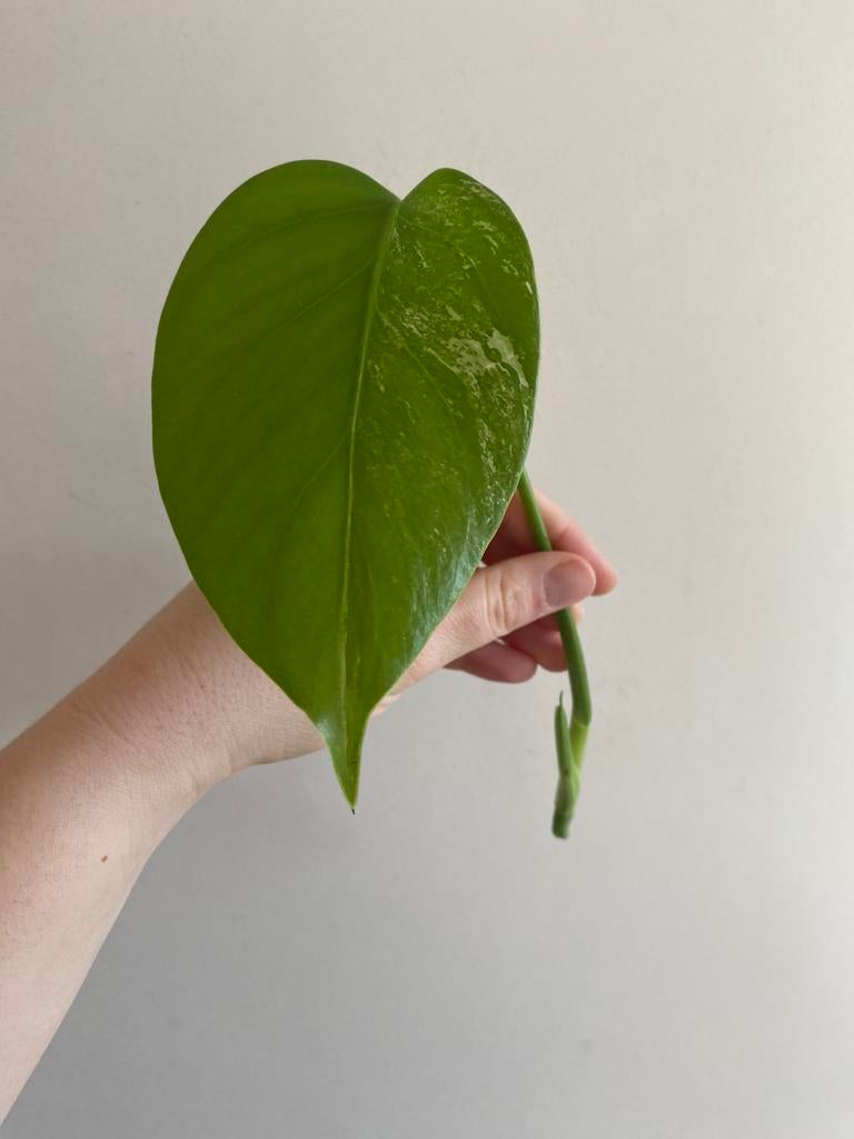 Monstera albo deliciosa #1, Huis en Inrichting, Kamerplanten, Ophalen of Verzenden